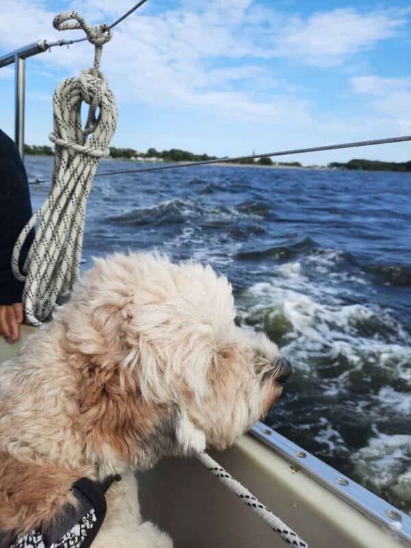 Segeltörn mit Hund oder Halbtagestörn