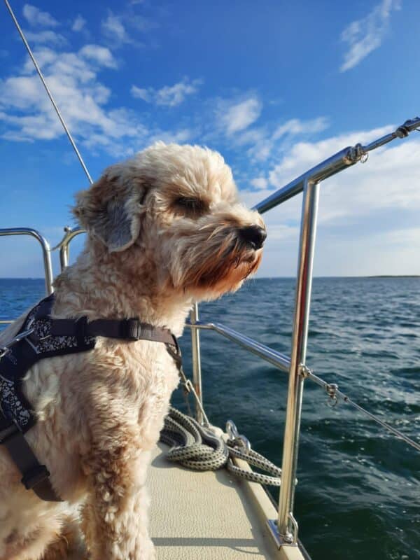 Segeltörn mit Hund oder Halbtagestörn – Bild 2